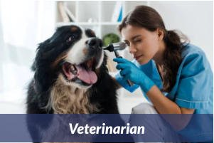 Veterinarian